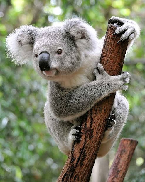 A koala bear